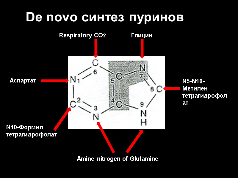 Respiratory CO2 Глицин Аспартат Amine nitrogen of Glutamine De novo синтез пуринов N5-N10-Метилен тетрагидрофолат